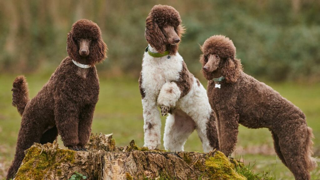 guard dogs that love water
