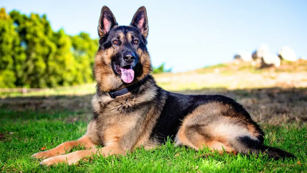 Guard Dogs for Women Living in the United States