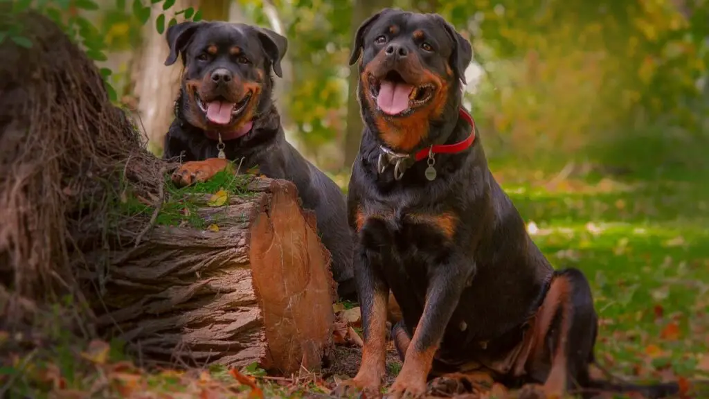 house guard dogs
