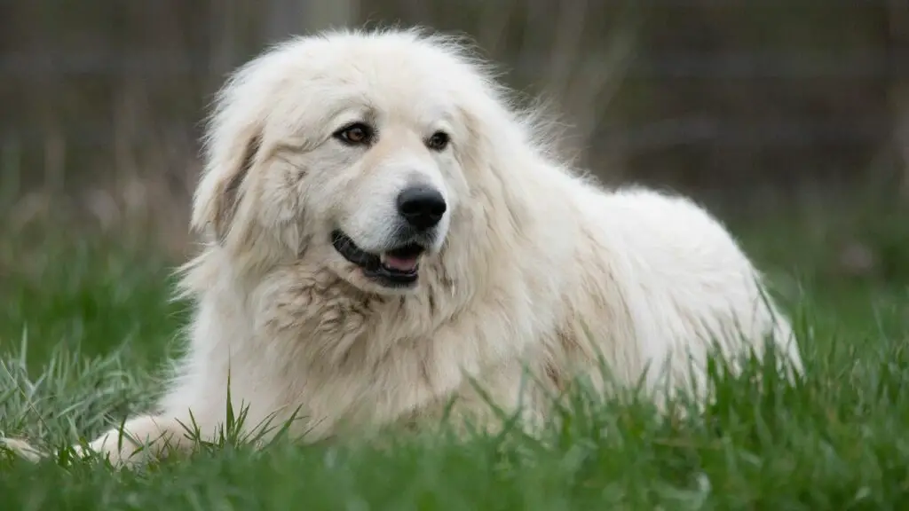 1728751215 567 Great Pyrenees 3