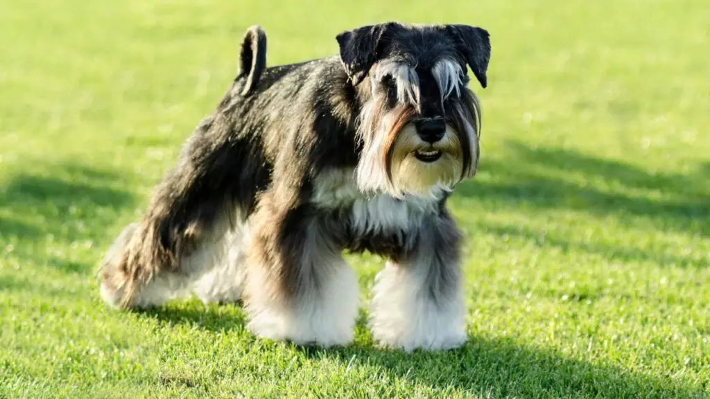 Guard Dogs for Older Women