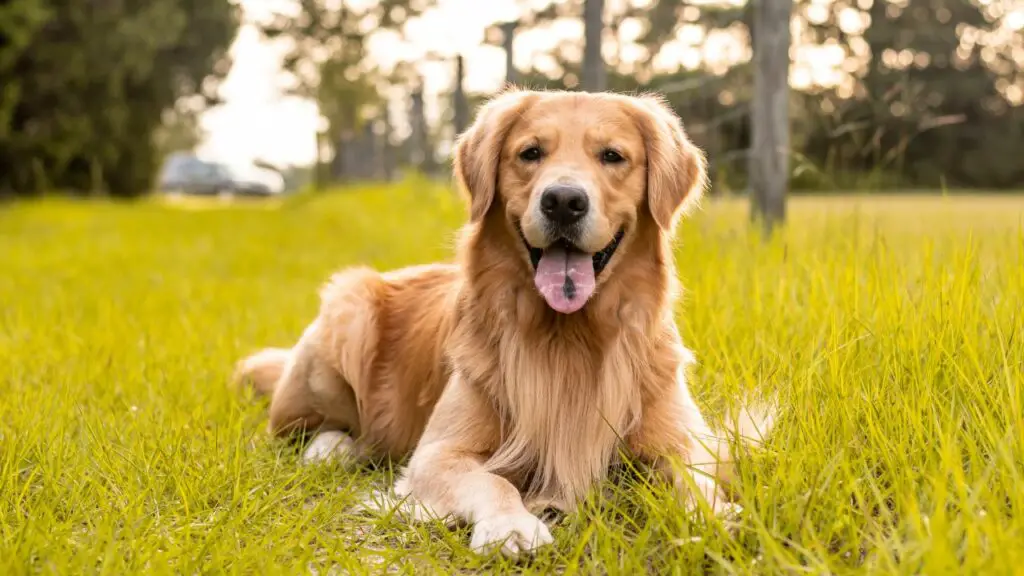 are golden retrievers smart