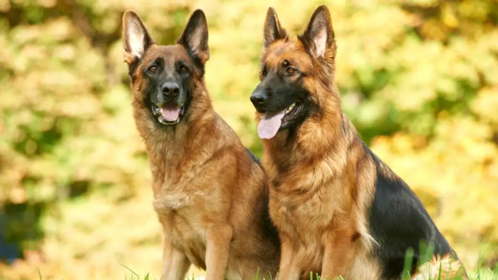 1728765020 751 German Shepherd Dog