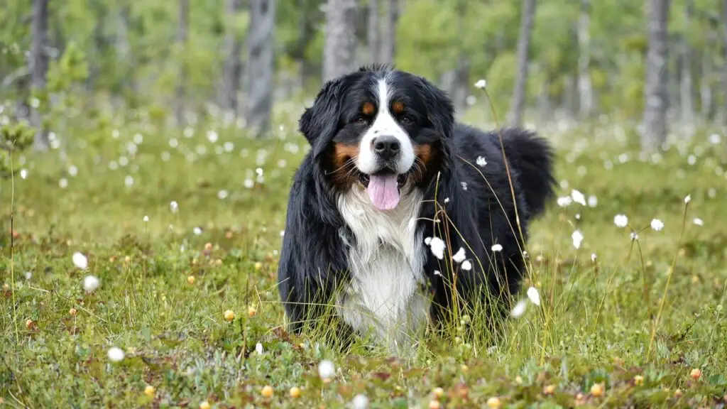 best Guard Dogs for Adventurers