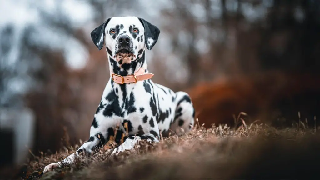 best Guard Dog for Adventurers