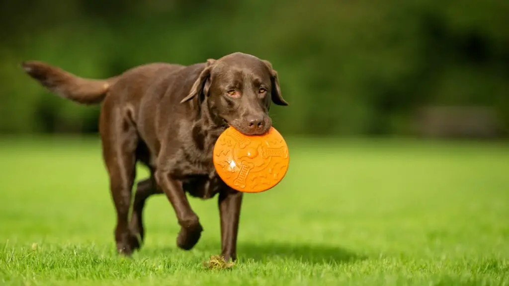 10 Most Playful Dog Breeds to Keep You Active