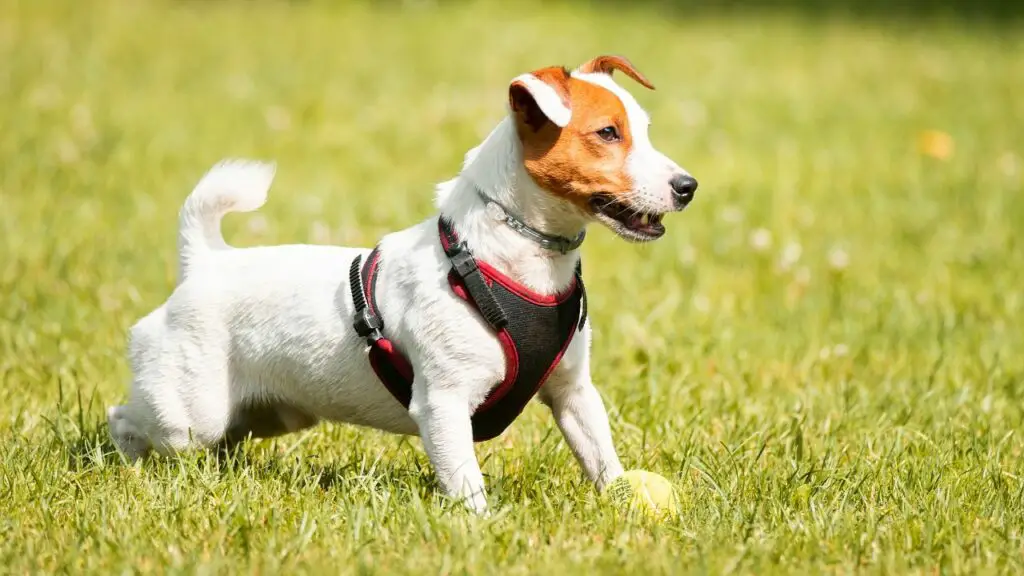 most playful small dog breeds