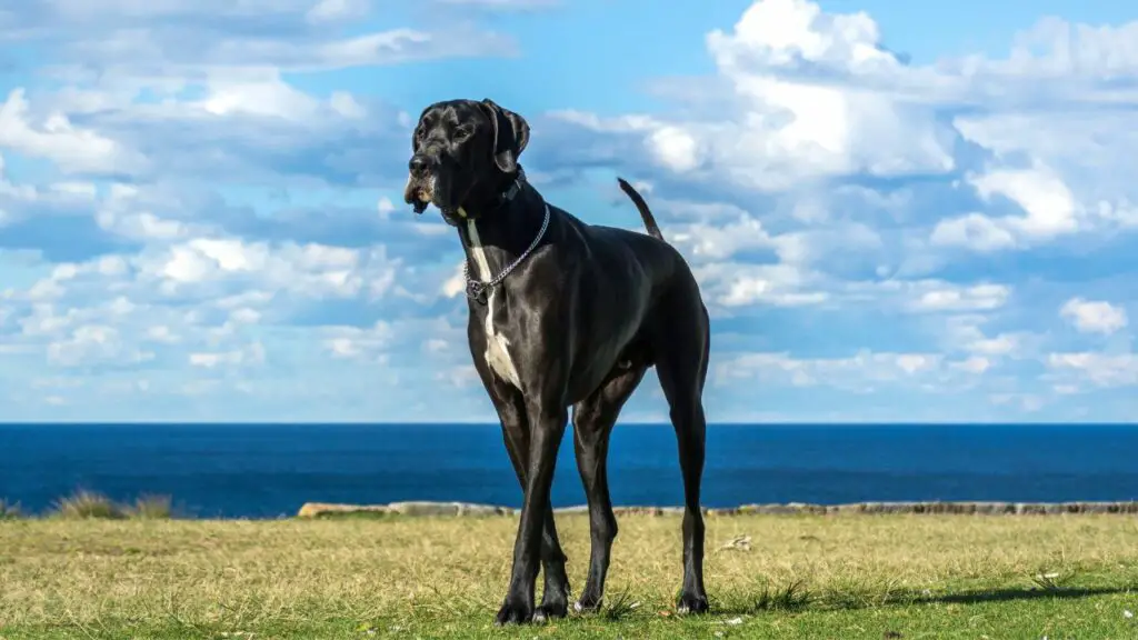 dark dog breeds
