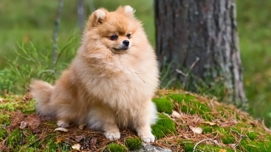 small guard dog breeds
