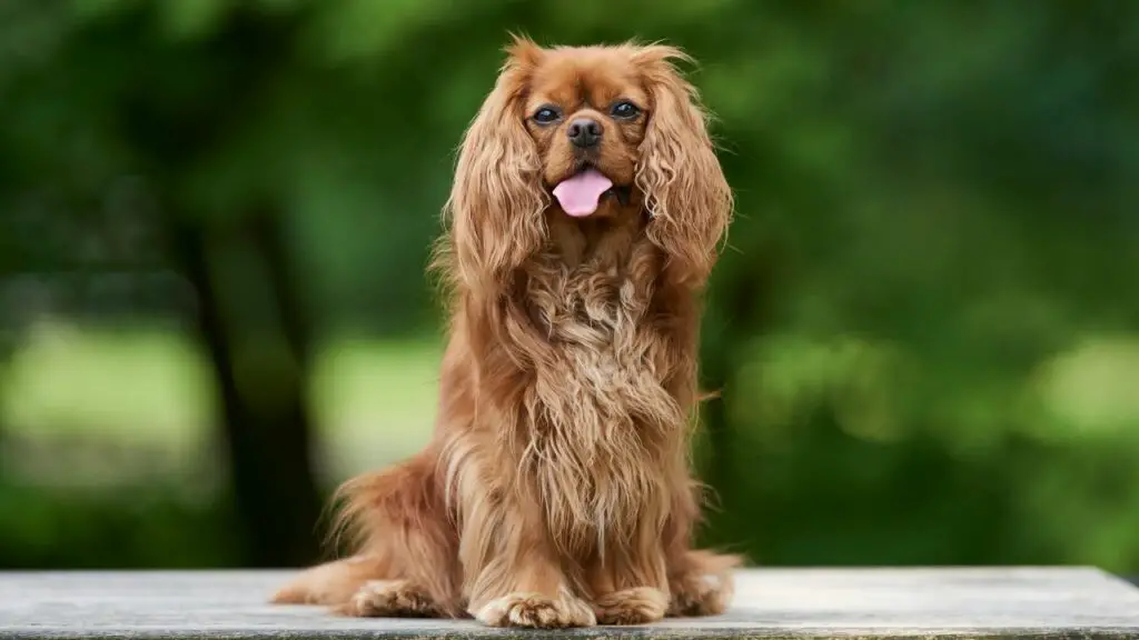 1728878114 874 Cavalier King Charles Spaniel 1