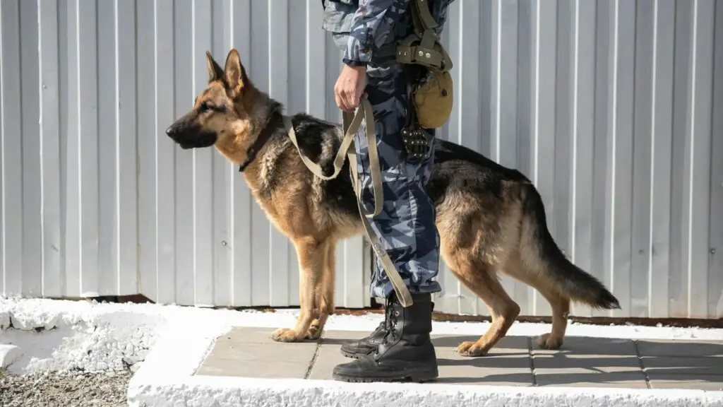 best police dog breeds