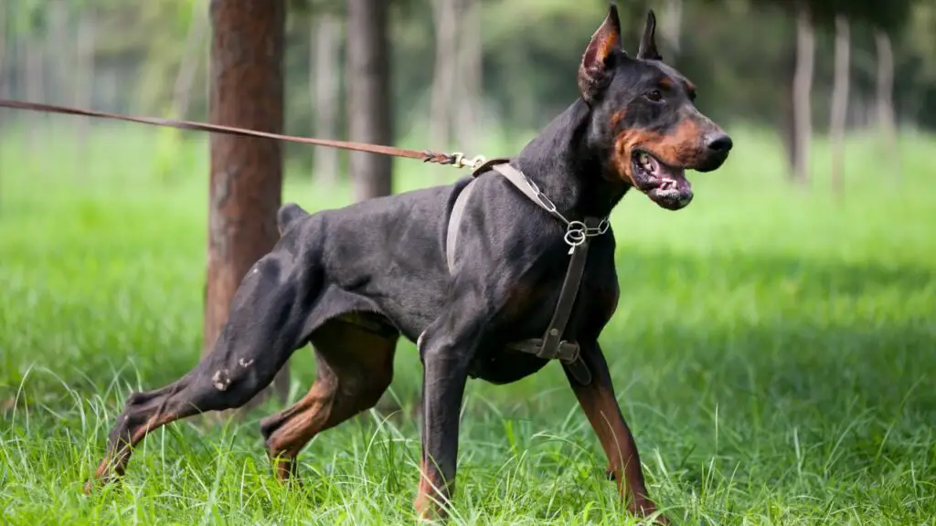 most  Clever Dog Breeds