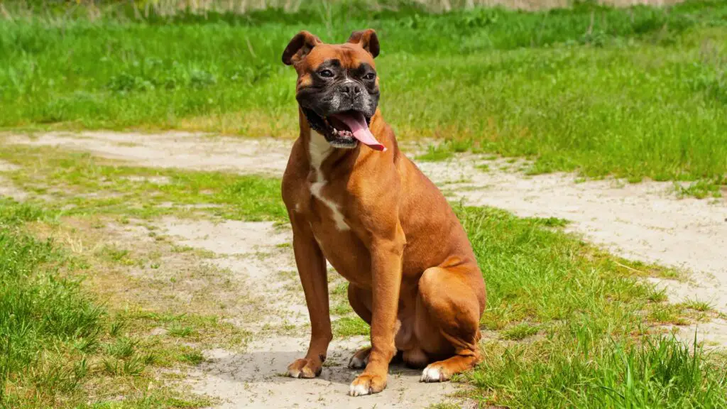 Best Guard Dogs breed