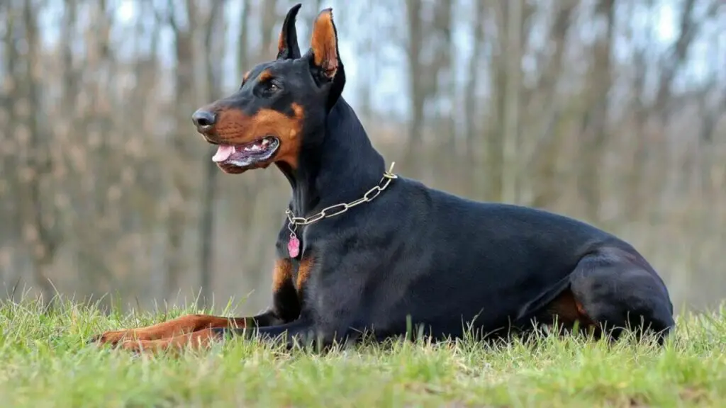 are doberman good Guard Dog for Veterans