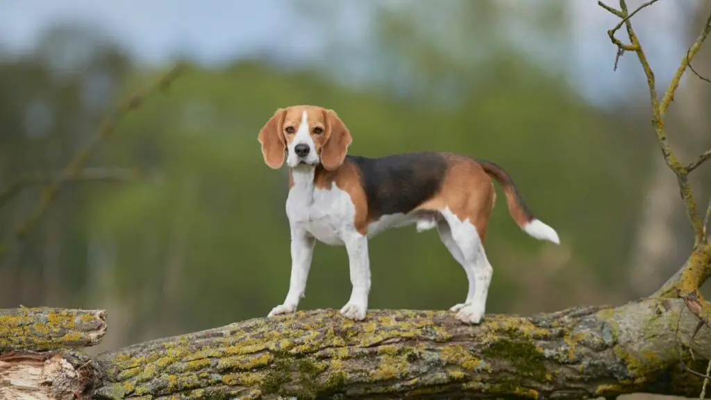 1728972013 576 Beagle 7