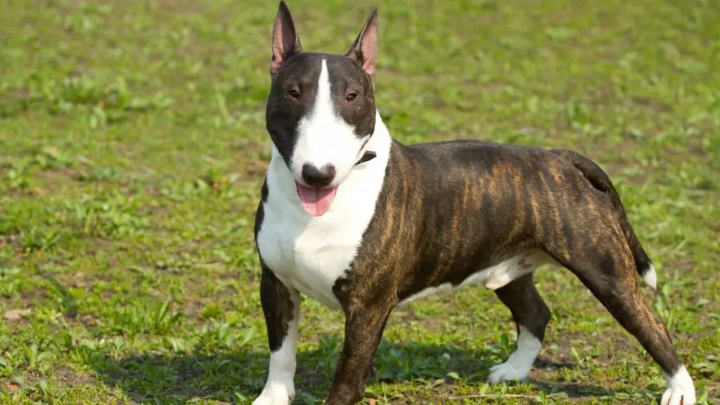 1728972015 756 Bull Terrier 2