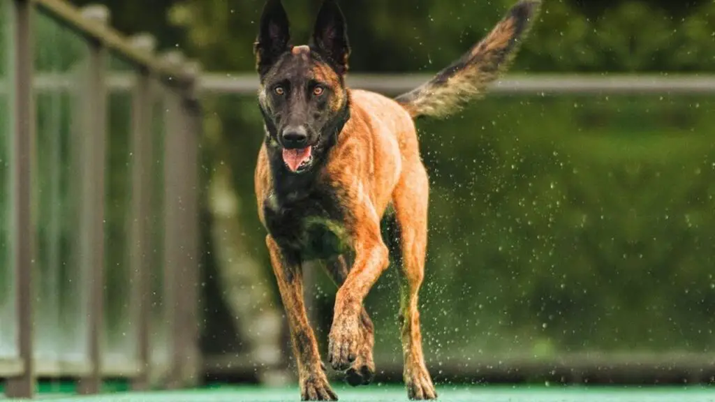 will a Belgian Malinois attack an intruder
