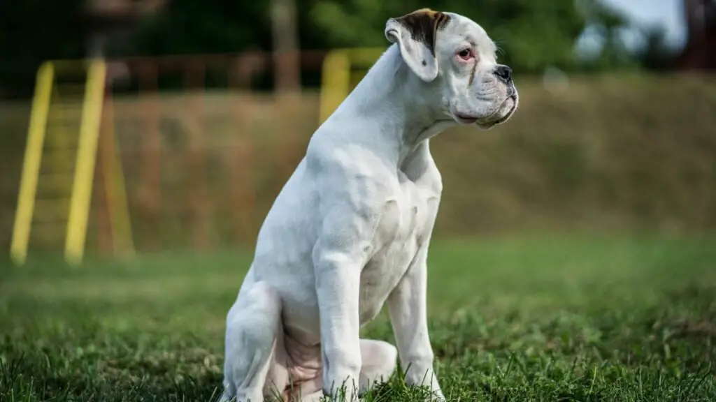 will a boxer attack an intruder
