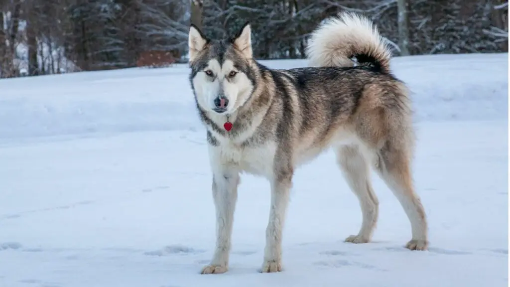 big protection dogs
