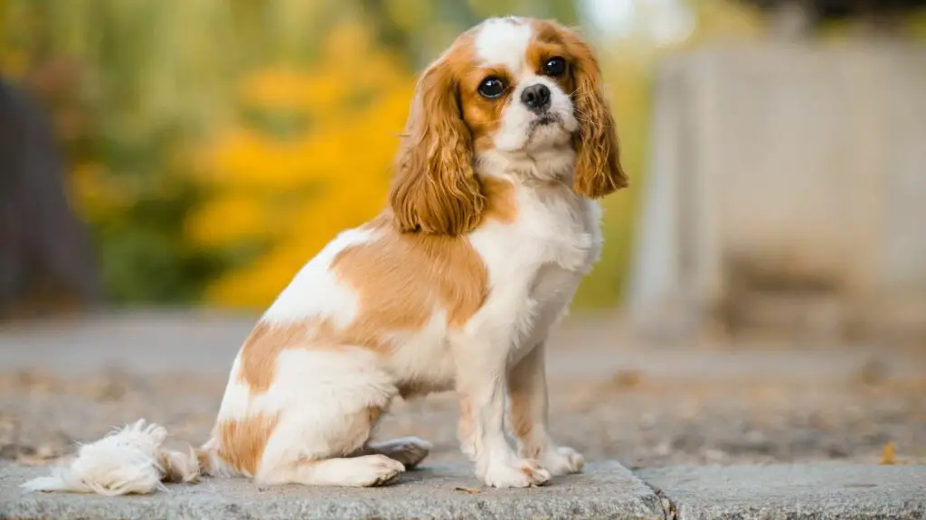 stress sensitive dog breeds
