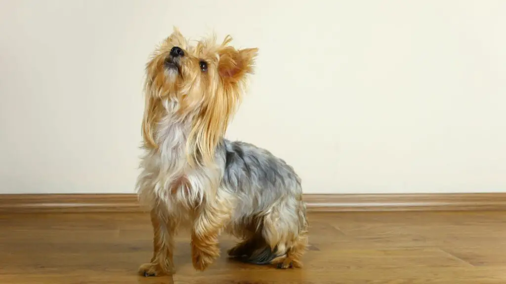 small dog breeds with the funniest barks
