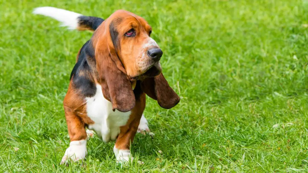 Dog Breeds with the Funniest Barks