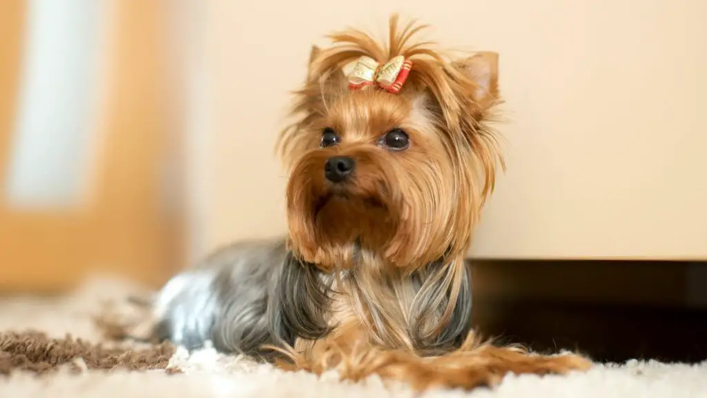 smallest dog breed