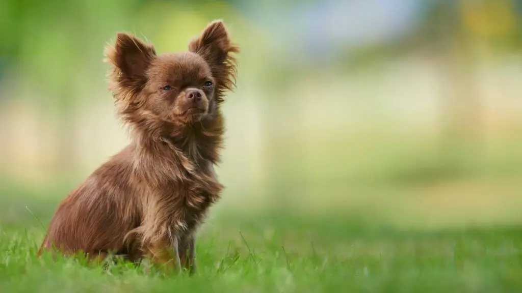 teacup dog
