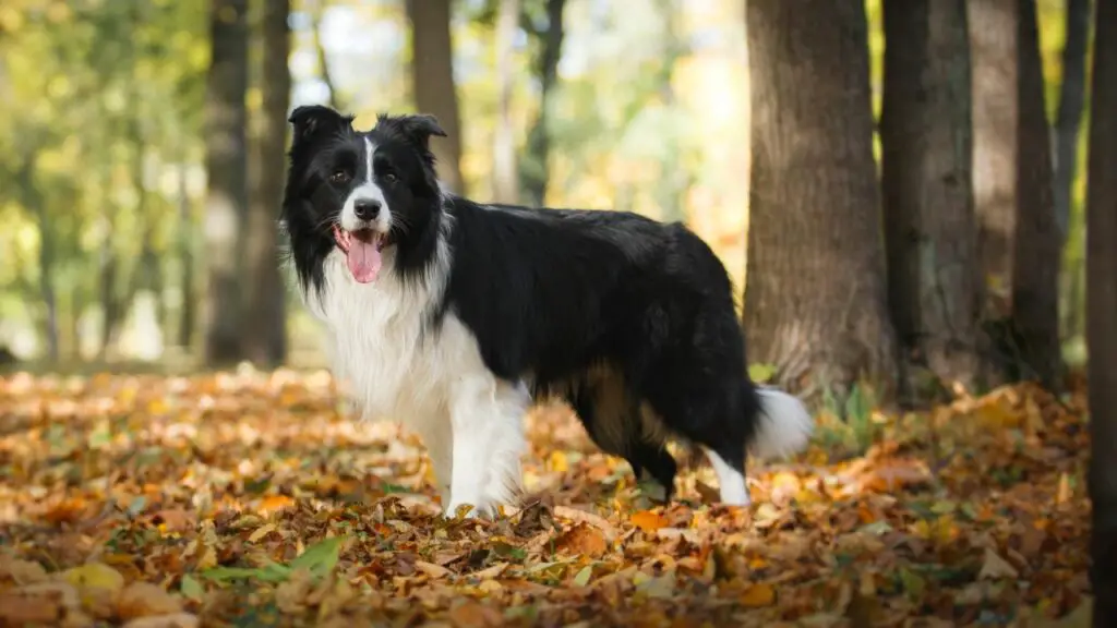 are border collies high maintenance