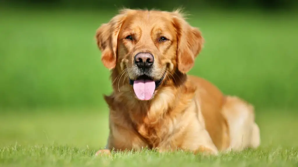 top 5 sweetest dog breeds