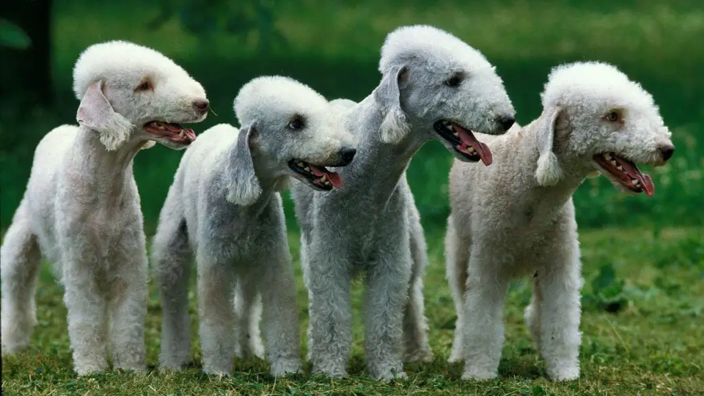 most rare dog breeds
