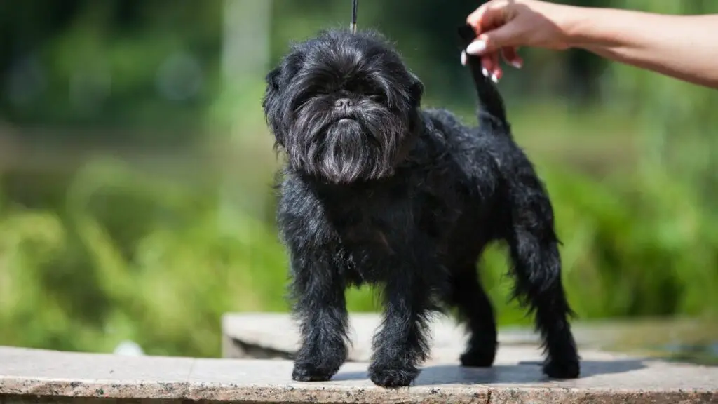 1729123816 249 Affenpinscher 1