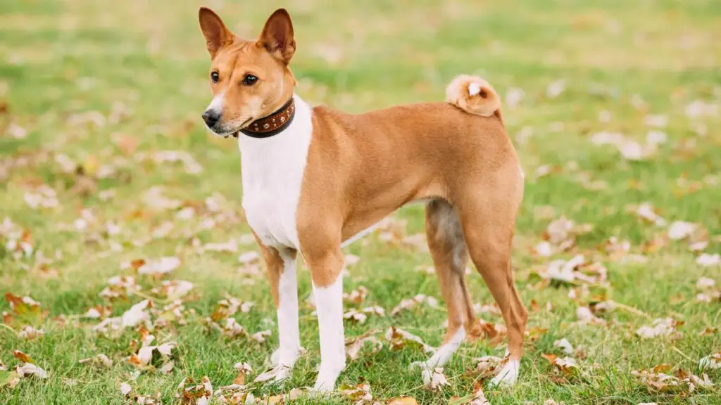 1729123818 115 Basenji