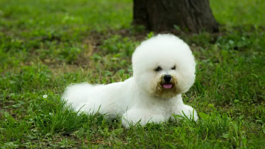 1729123819 954 Bichon Frise 4