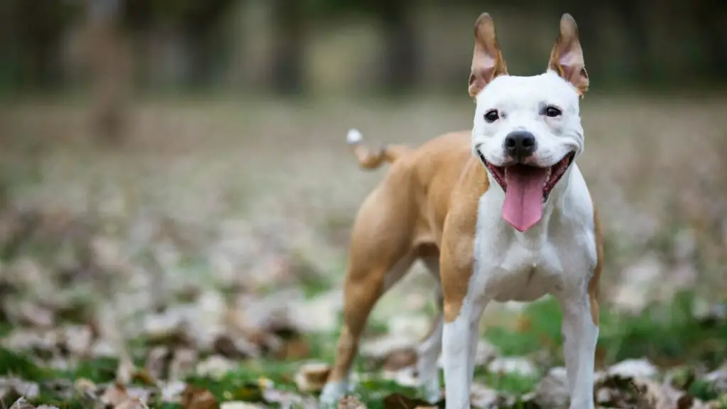 types of pitbull breeds
