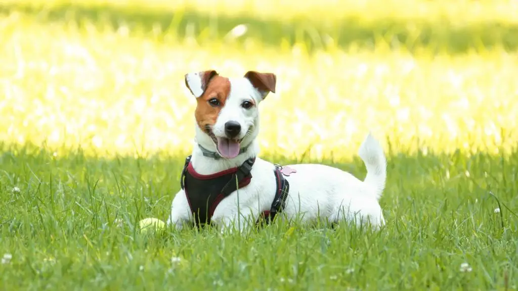 dogs that stay little forever
