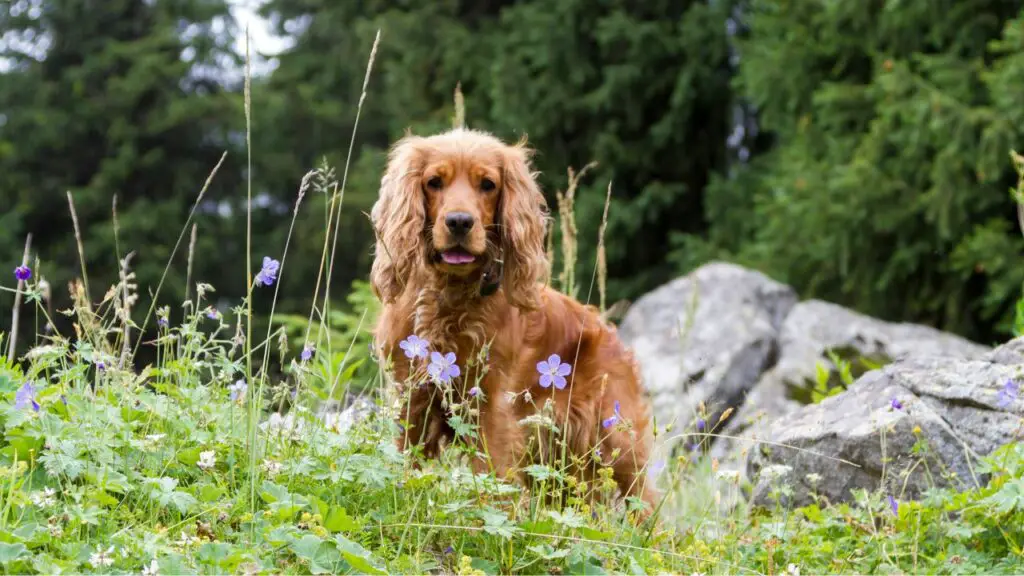 small scruffy dog breeds
