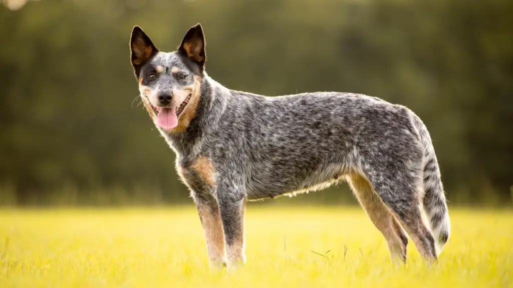 smartest dog breeds ranked
