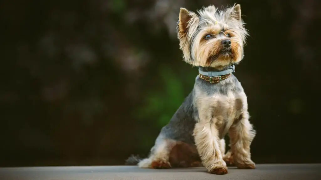 longest living dog breeds
