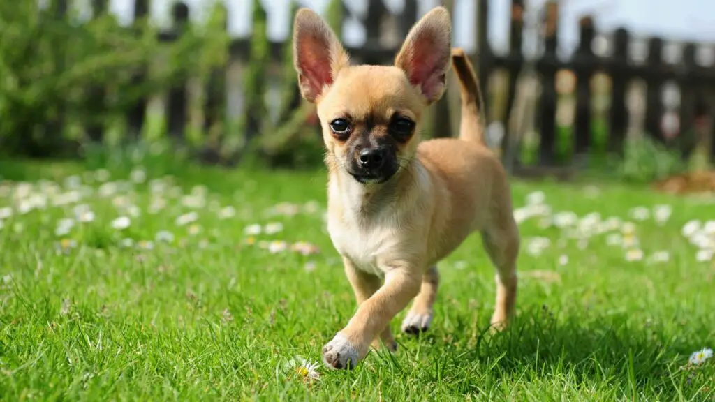 miniature dog breeds
