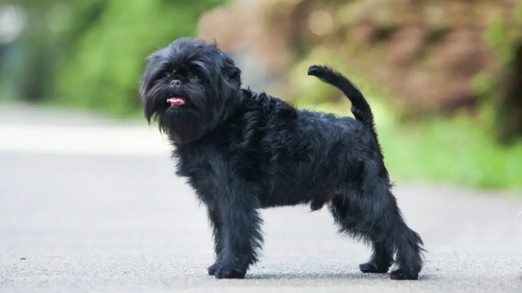 Most Intelligent Black Dog Breeds