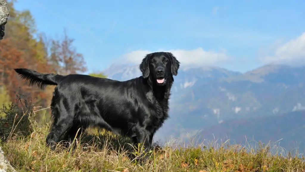 Black Dog Breeds