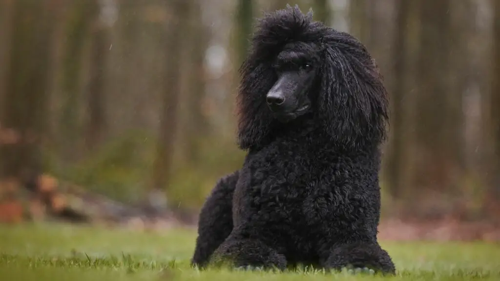 top 10 intelligent dog breeds