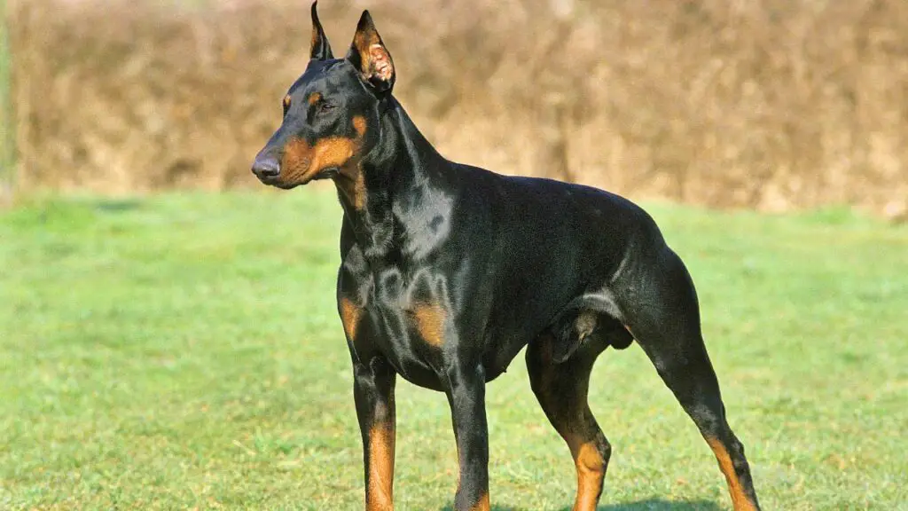 Doberman Pinscher