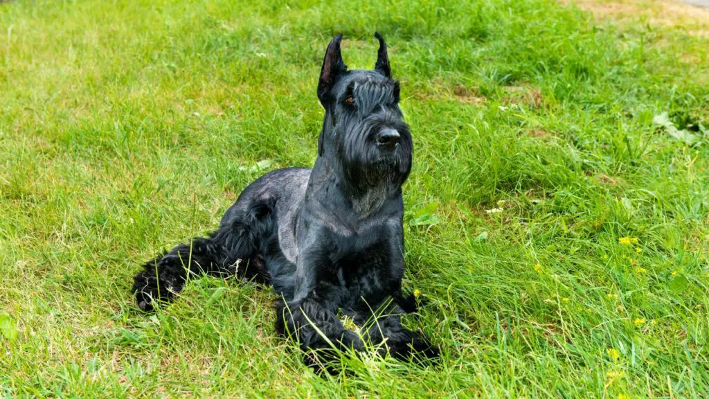 Giant Schnauzer