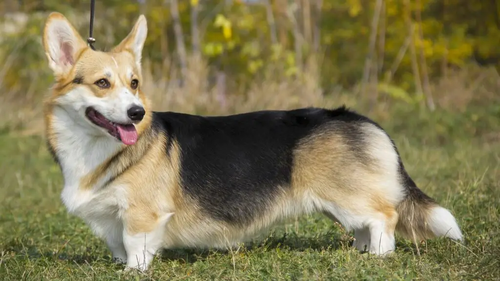 Most Adorable Guard Dog Breeds