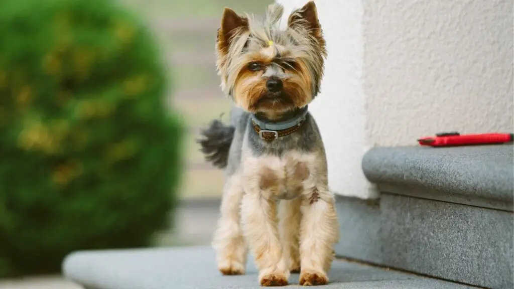 Adorable Guard Dog Breeds