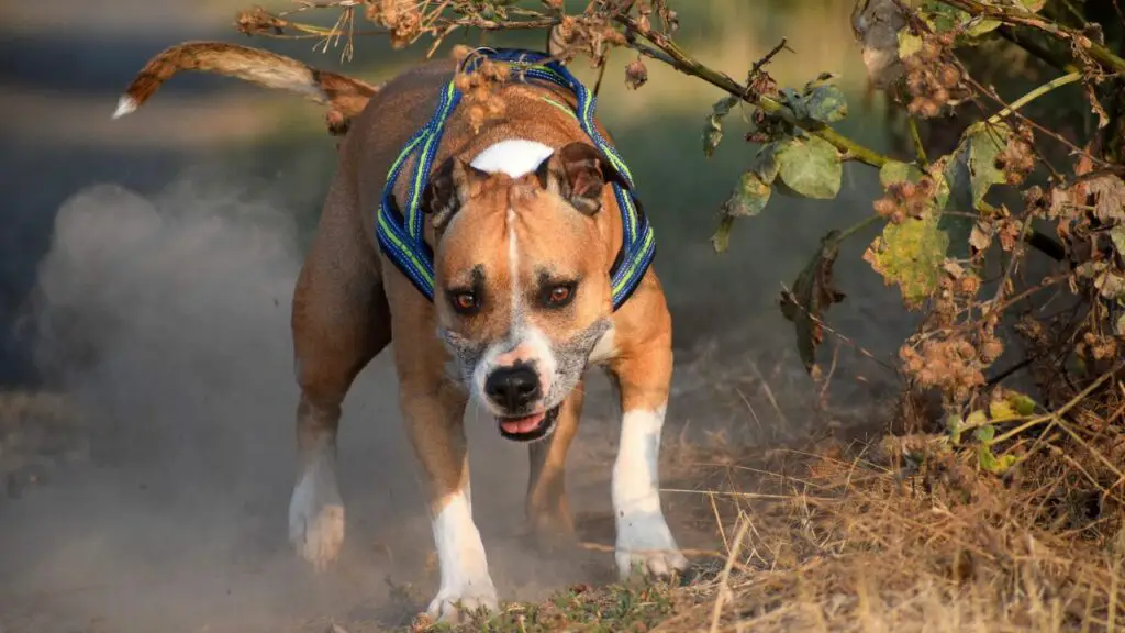 Most Active Guard Dogs