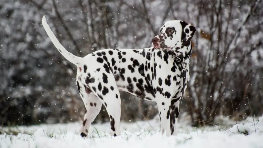 Most energetic Guard Dogs