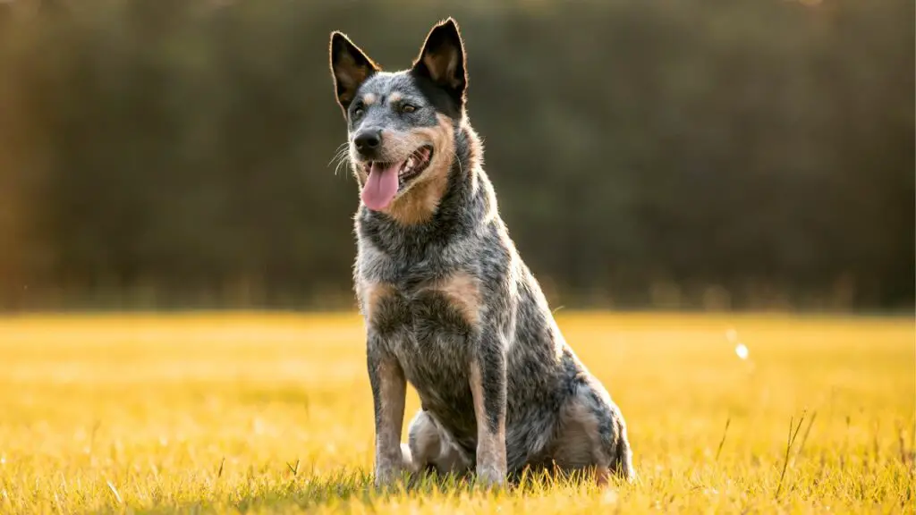 active guard dog breeds